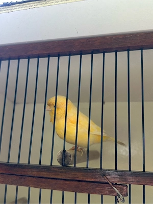 kanarienvogel (gloster consort) hahn
