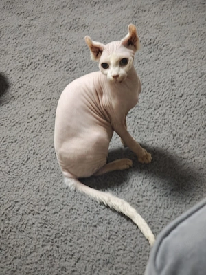 elf sphynx katze
