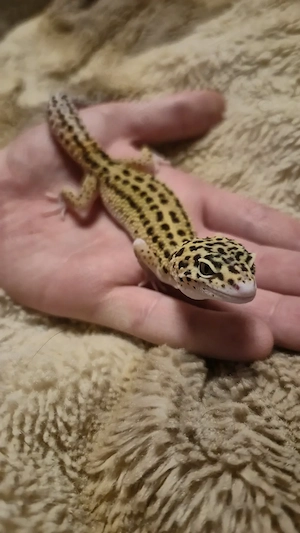 Leopardgecko Männchen 