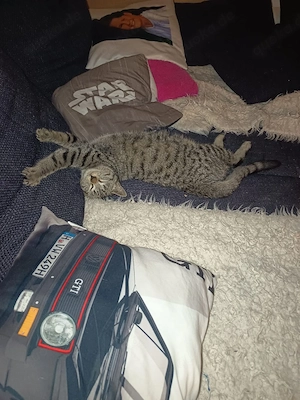 Siam mix Katze