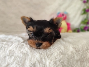 Niedliche Yorkshire Terrier Hündin