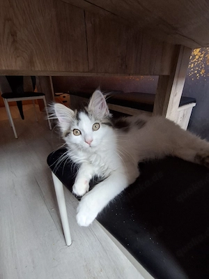 Edelmix Maine Coon   BLH Kitten 