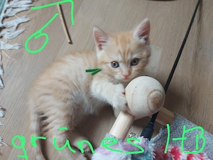 Bkh-Kitten, abgabebereit 