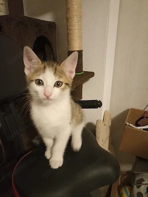 Babykätzchen Bild 3