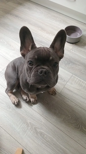 Französische Bulldogge sucht ein liebevolles Zuhause 