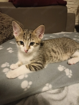 Babykätzchen Bild 5