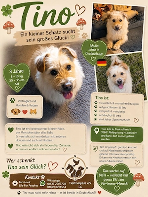 Tino süßer kleiner Wuschel 