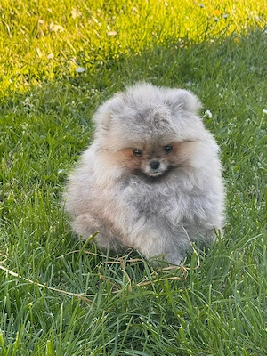 Pomeranian Zwergspitz Mikro weibchen 