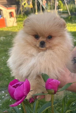 Pomeranian Zwergspitz Welpen Reinrassig 