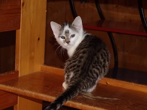 Scheues Katzenmädchen sucht liebevolles Zuhause