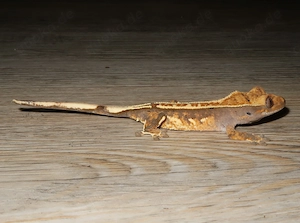Kronengecko 0.0.1 (Correlophus ciliatus) - eigene Nachzucht Bild 3