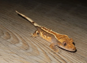 Kronengecko 0.0.1 (Correlophus ciliatus) - eigene Nachzucht Bild 2