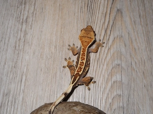 Kronengecko 0.0.1 (Correlophus ciliatus) - eigene Nachzucht