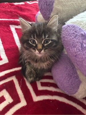 katzenbaby