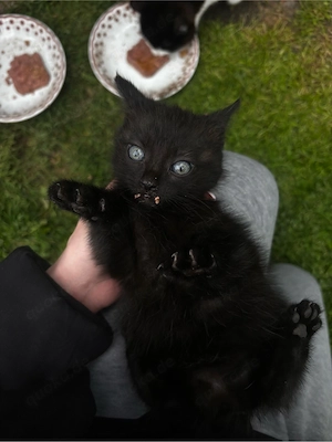 baby kater sucht liebevolles zuhause 