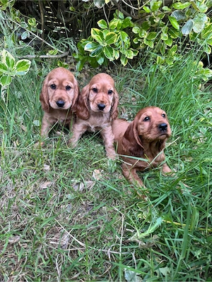 Englisch Cocker Spaniel Welpen