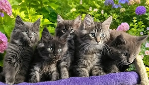 Maine Coon Kitten Kätzchen Babys