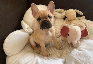 reinrassige französische Bulldoggen auszugsbereit