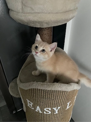 BKH Kater Creme 14 Wochen alt 