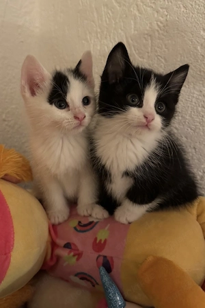 7 Babykatzen suchen Zuhause Babykatzen FESTPREIS 
