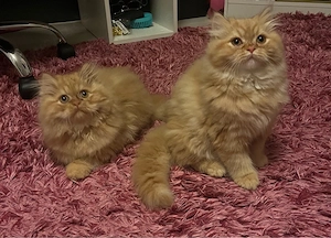 2 Rote Perserkaterchen