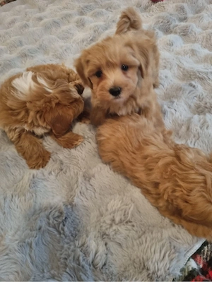 Maltipoo welpen