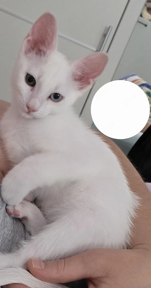 Katze Weiblich Kitten