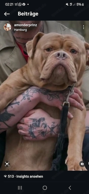 Obb Old Englisch Bulldog rüde 5 jahre abzugeben 