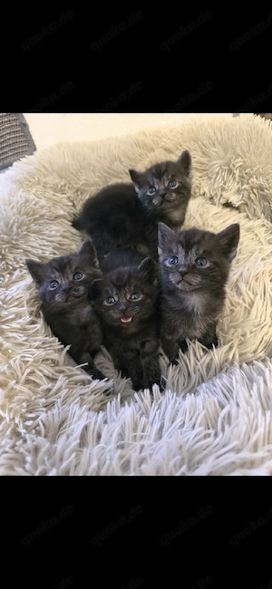BKH Maine Coon Black Smoke Kitten Katzen Babys