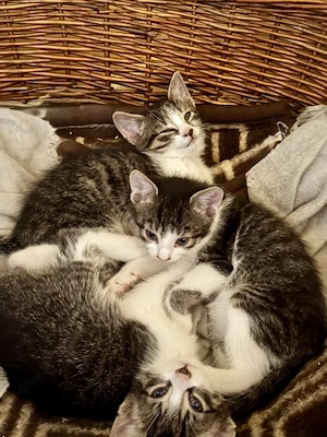 Baby Katzen europäische Kurzhaar