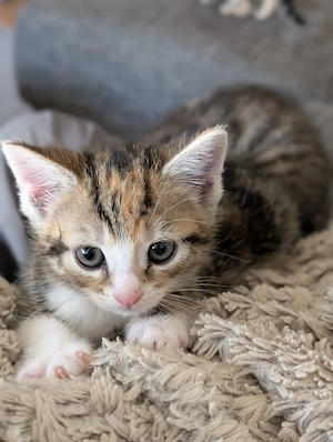 EKH Kitten weibchen