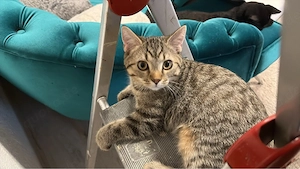 2 BKH-Mix Kater