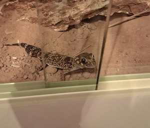 Underwoodisaurus milii, Gecko abzugeben