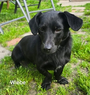 Wiebke, unser kleines, lächelndes Dackel-Mix-Mädel *in einer Pflegestelle* Bild 2