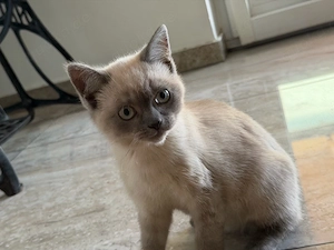 Reinrassige BKH Kater