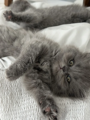 Katze Kitten BKH  