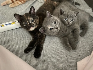 Zwei süsse BKH kitten zum verkaufen