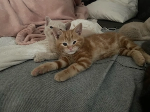 Drei süsse BKH kitten zum verkaufen