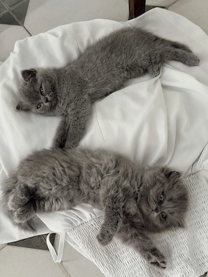Katze Kitten BKH   Bild 2