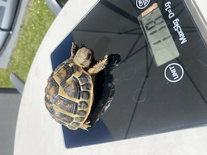 Griechische Landschildkröte T. H.H abzugeben.
