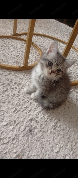 BKH katzenbaby junge 