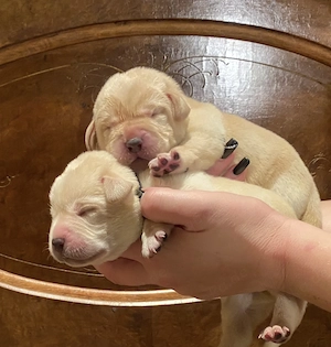 Labrador Welpen mit Stammbaum 