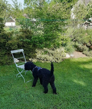 Labradoodle Hündin