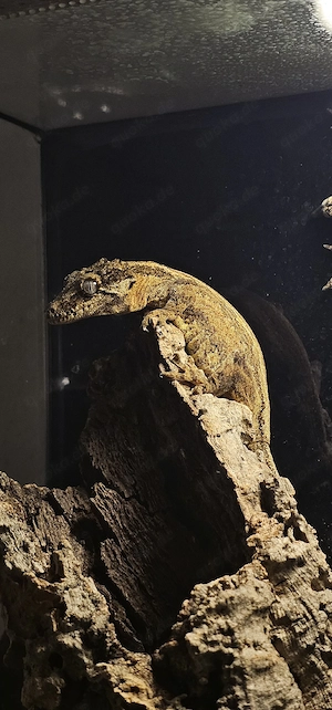 Höckerkopfgecko 
