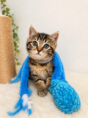 BKH Kitten - Britisch Kurzhaar Nur ein Kätzchen verfügbar