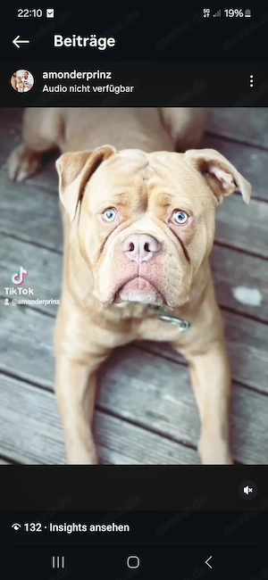OEB Old Englisch Bulldog rüde 5 jahre abzugeben 