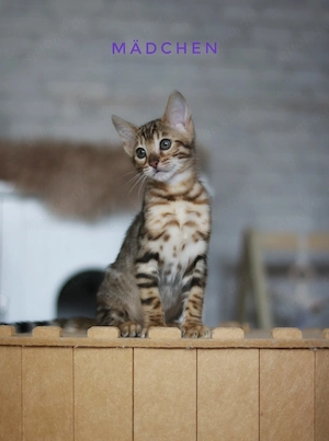 Reinrassige Bengal Kitten mit Stammbaum 