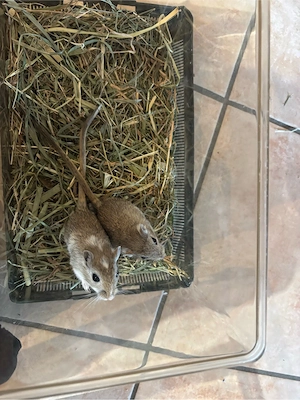 Rennmaus, mongolische Wüstenrennmaus, Gerbil Nachwuchs 