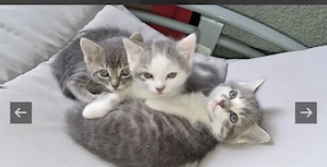Baby Katze 12w 