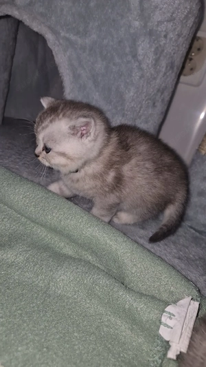 BKH Katze Grau Polarweiß   11 Wochen alt